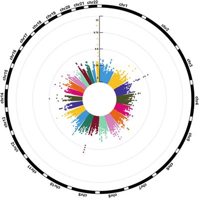 Epigenome-wide association study identifies DNA methylation loci associated with handgrip strength in Chinese monozygotic twins